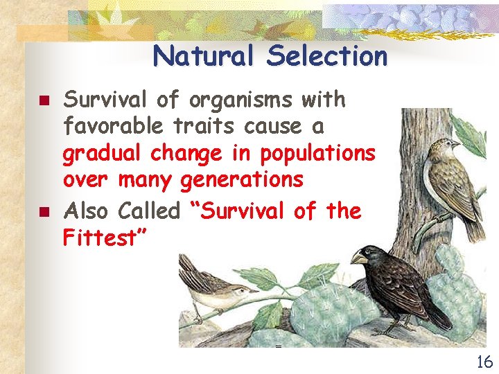 Natural Selection n n Survival of organisms with favorable traits cause a gradual change