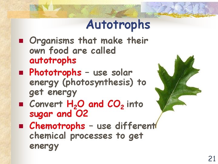 Autotrophs n n Organisms that make their own food are called autotrophs Phototrophs –