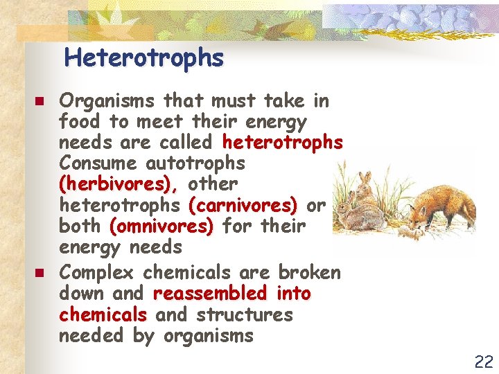 Heterotrophs n n Organisms that must take in food to meet their energy needs