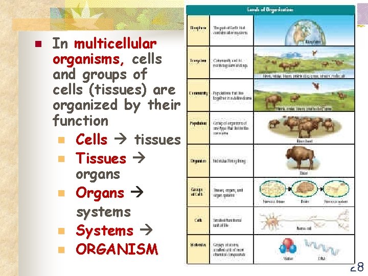 n In multicellular organisms, cells and groups of cells (tissues) are organized by their