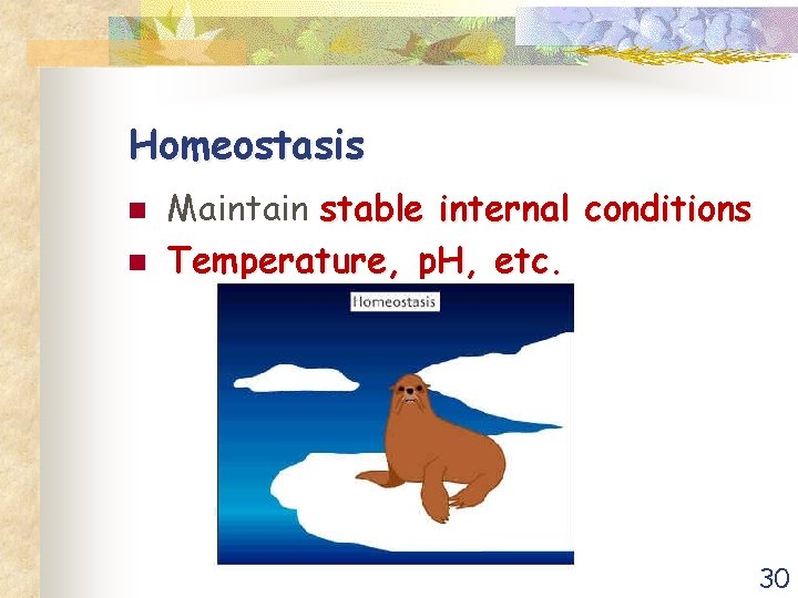 Homeostasis n n Maintain stable internal conditions Temperature, p. H, etc. 30 