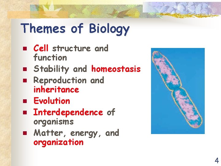 Themes of Biology n n n Cell structure and function Stability and homeostasis Reproduction