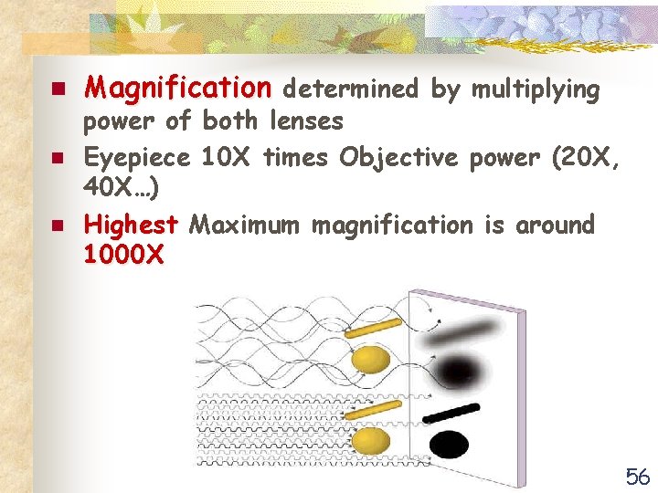 n n n Magnification determined by multiplying power of both lenses Eyepiece 10 X