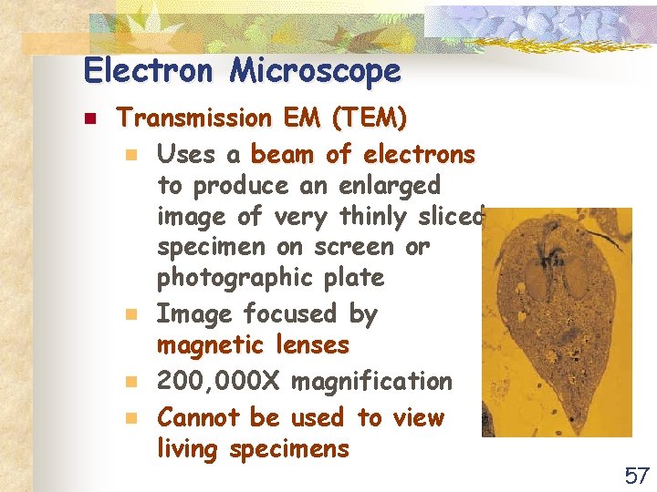 Electron Microscope n Transmission EM (TEM) n Uses a beam of electrons to produce