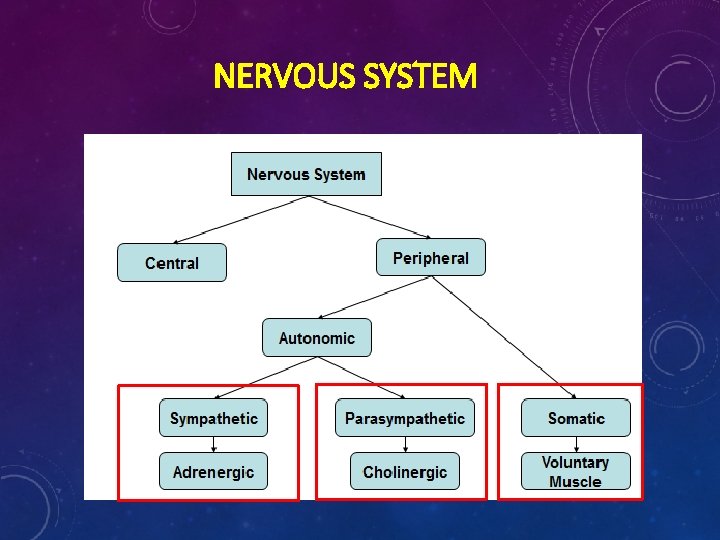 NERVOUS SYSTEM  NERVOUS SYSTEM