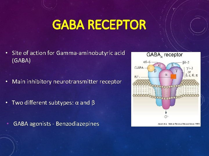 GABA RECEPTOR • Site of action for Gamma-aminobutyric acid (GABA) • Main inhibitory neurotransmitter GABA RECEPTOR • Site of action for Gamma-aminobutyric acid (GABA) • Main inhibitory neurotransmitter