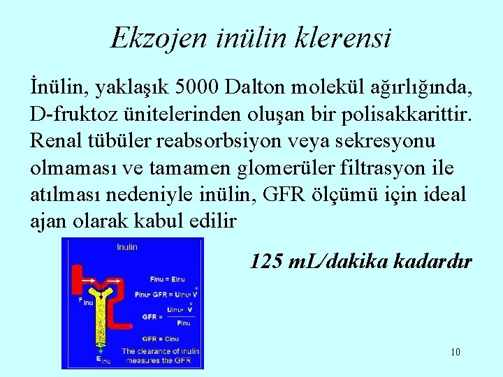 Ekzojen inülin klerensi İnülin, yaklaşık 5000 Dalton molekül ağırlığında, D-fruktoz ünitelerinden oluşan bir polisakkarittir.
