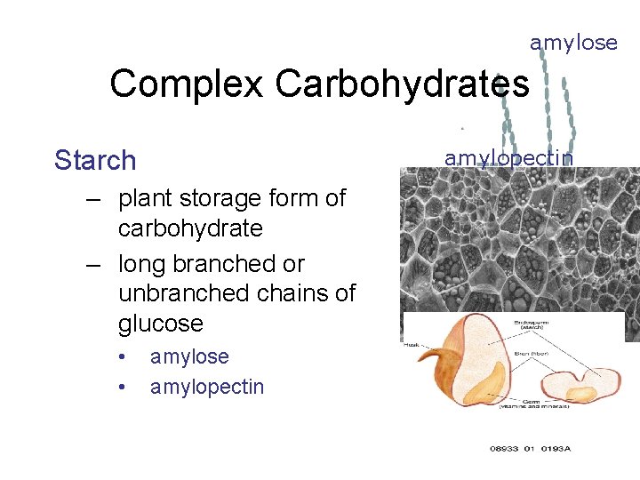 amylose Complex Carbohydrates Starch amylopectin – plant storage form of carbohydrate – long branched