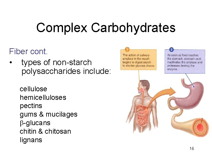 Complex Carbohydrates Fiber cont. • types of non-starch polysaccharides include: cellulose hemicelluloses pectins gums