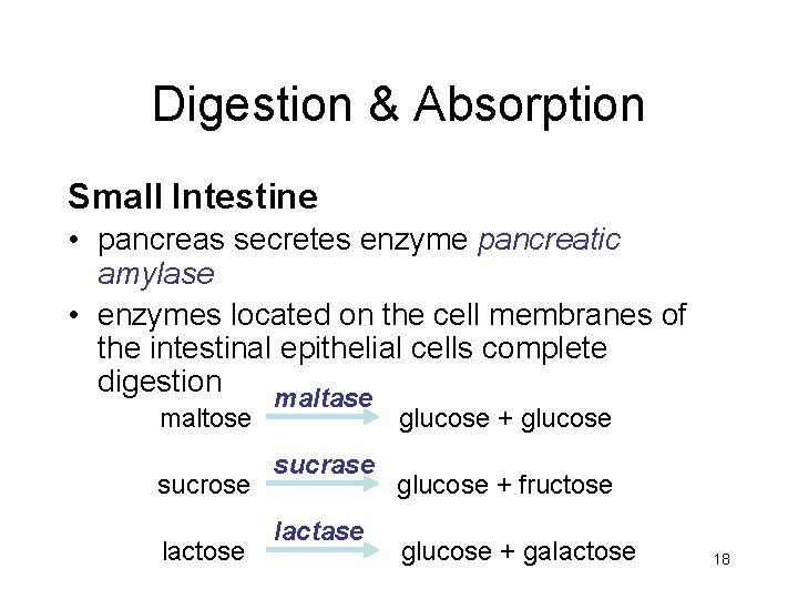 Digestion & Absorption Small Intestine • pancreas secretes enzyme pancreatic amylase • enzymes located