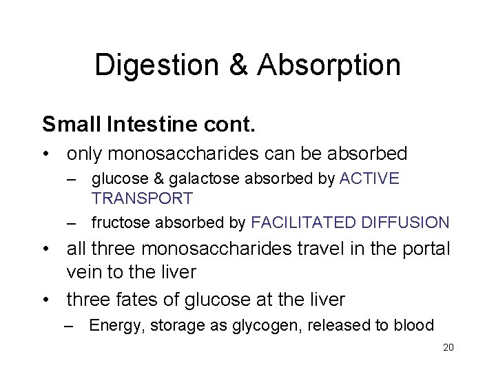 Digestion & Absorption Small Intestine cont. • only monosaccharides can be absorbed – glucose
