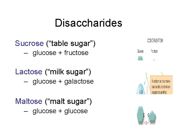 Disaccharides Sucrose (“table sugar”) – glucose + fructose Lactose (“milk sugar”) – glucose +
