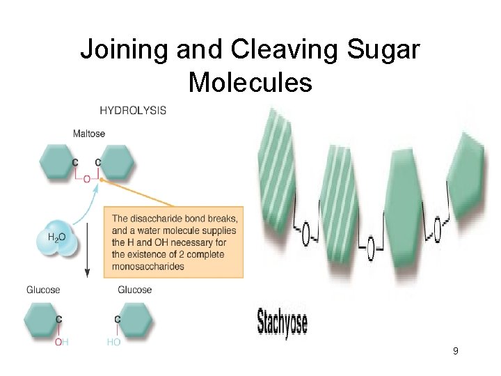 Joining and Cleaving Sugar Molecules 9 