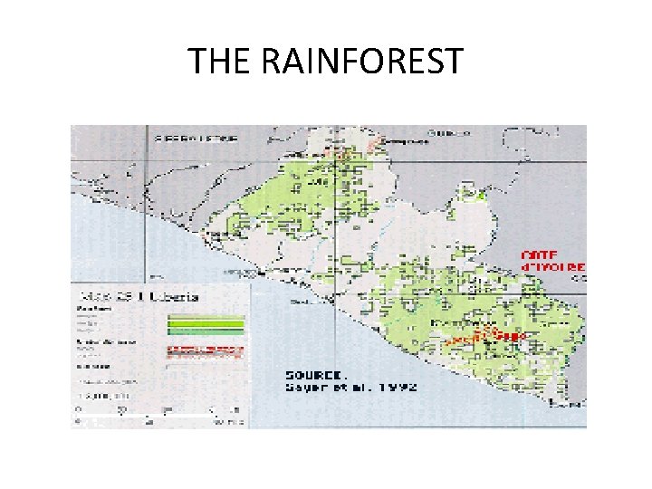 THE RAINFOREST 