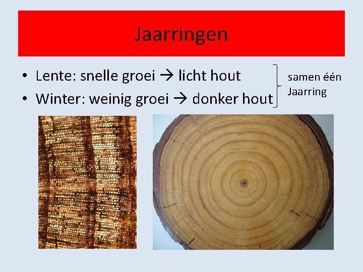 Jaarringen • Lente: snelle groei licht hout • Winter: weinig groei donker hout samen