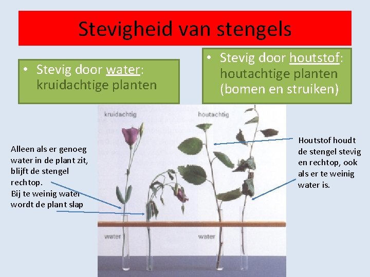 Stevigheid van stengels • Stevig door water: kruidachtige planten Alleen als er genoeg water