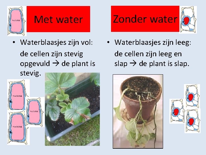 Met water • Waterblaasjes zijn vol: de cellen zijn stevig opgevuld de plant is