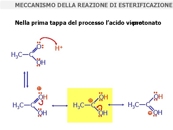 MECCANISMO DELLA REAZIONE DI ESTERIFICAZIONE Nella prima tappa del processo l’acido viene protonato H