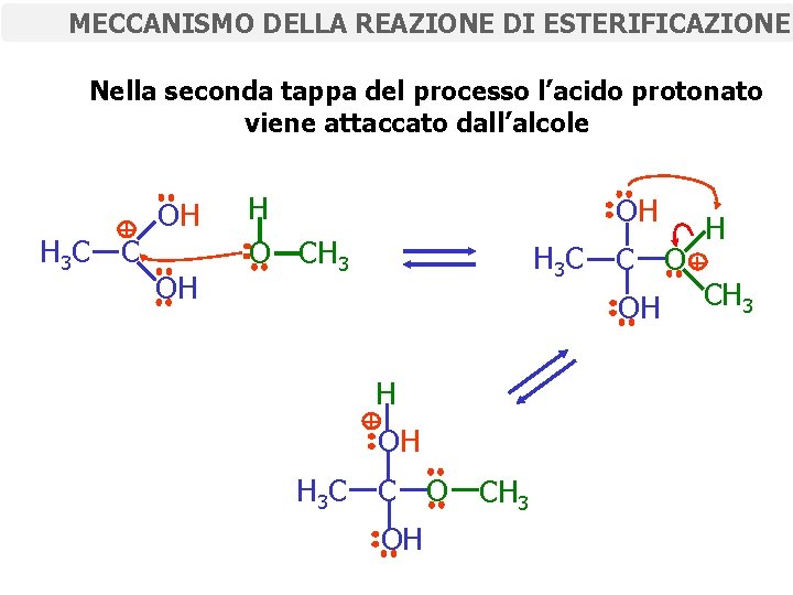 MECCANISMO DELLA REAZIONE DI ESTERIFICAZIONE Nella seconda tappa del processo l’acido protonato viene attaccato
