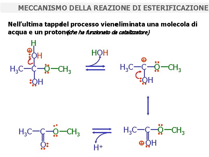 MECCANISMO DELLA REAZIONE DI ESTERIFICAZIONE Nell’ultima tappa del processo vieneeliminata una molecola di acqua