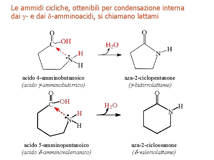 Le ammidi cicliche, ottenibili per condensazione interna dai g- e dai d-amminoacidi, si chiamano
