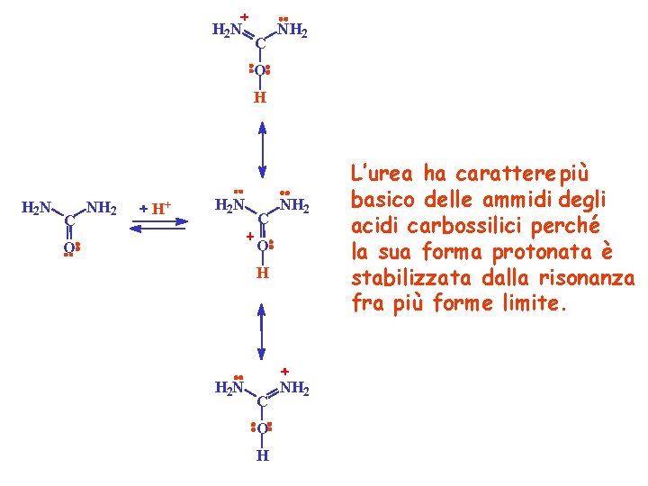 H 2 N C NH 2 O H H 2 N C NH 2