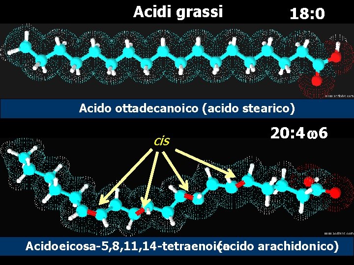 Acidi grassi 18: 0 Acido ottadecanoico (acido stearico) cis 20: 4 w 6 Acido