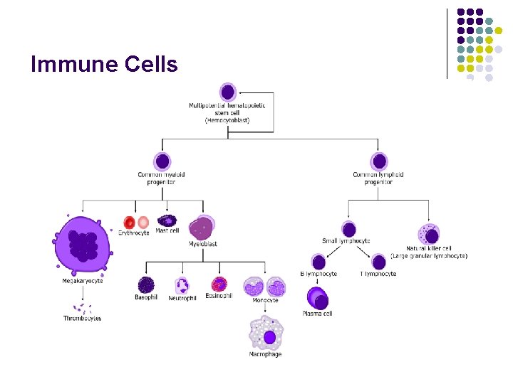 Immune Cells 