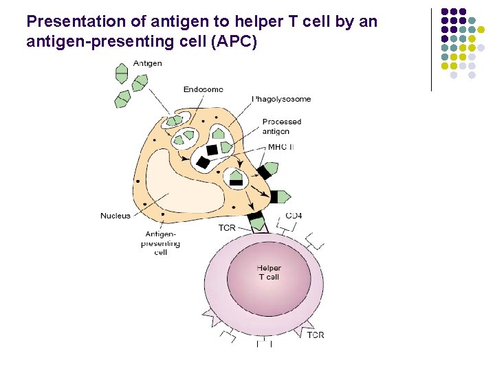 Presentation of antigen to helper T cell by an antigen-presenting cell (APC) 