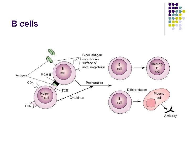 B cells 