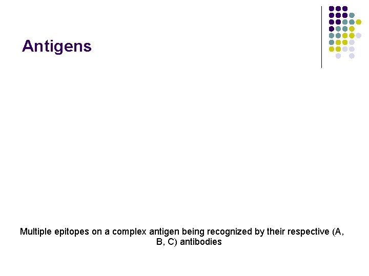 Antigens Multiple epitopes on a complex antigen being recognized by their respective (A, B,