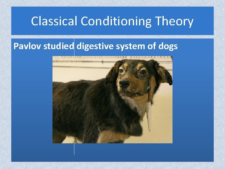 Classical Conditioning Theory Pavlov studied digestive system of dogs Classical Conditioning Theory Pavlov studied digestive system of dogs