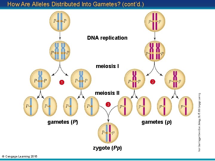 How Are Alleles Distributed Into Gametes? (cont’d. ) DNA replication meiosis I 2 1