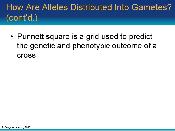 How Are Alleles Distributed Into Gametes? (cont’d. ) • Punnett square is a grid