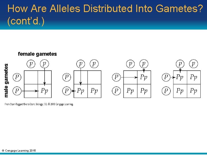 How Are Alleles Distributed Into Gametes? (cont’d. ) male gametes female gametes © Cengage