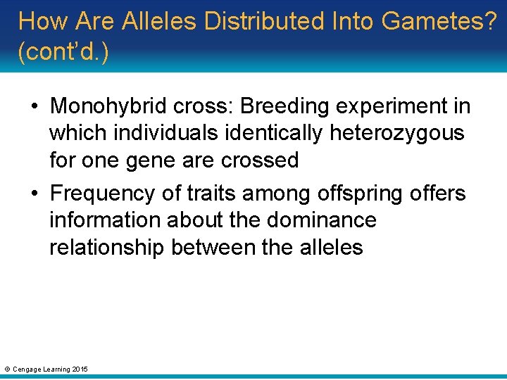 How Are Alleles Distributed Into Gametes? (cont’d. ) • Monohybrid cross: Breeding experiment in