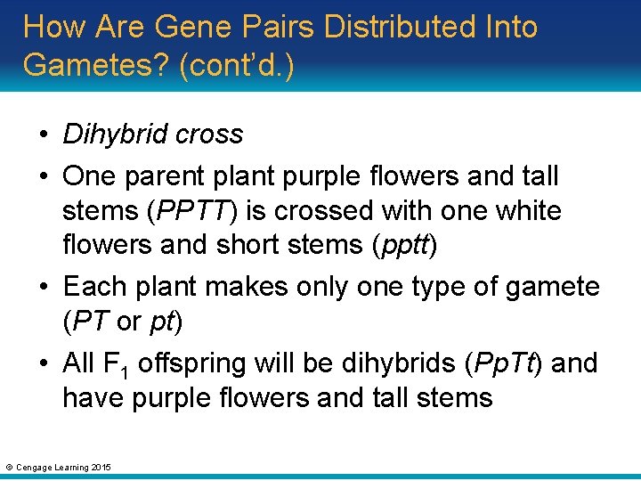 How Are Gene Pairs Distributed Into Gametes? (cont’d. ) • Dihybrid cross • One