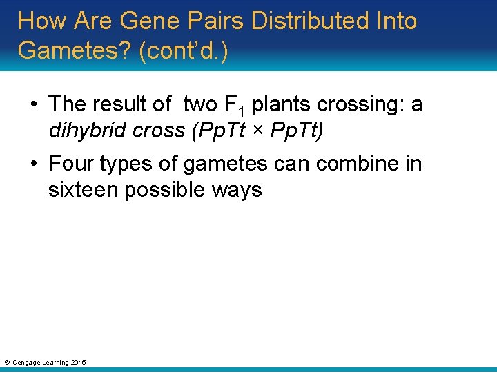 How Are Gene Pairs Distributed Into Gametes? (cont’d. ) • The result of two