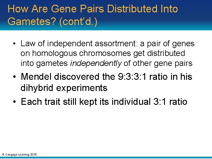 How Are Gene Pairs Distributed Into Gametes? (cont’d. ) • Law of independent assortment: