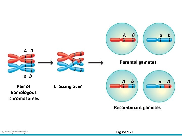 A B a b a B A B Parental gametes a b Pair of