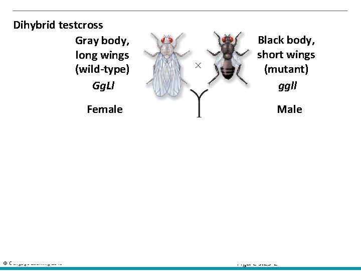 Dihybrid testcross Gray body, long wings (wild-type) Gg. Ll Black body, short wings (mutant)