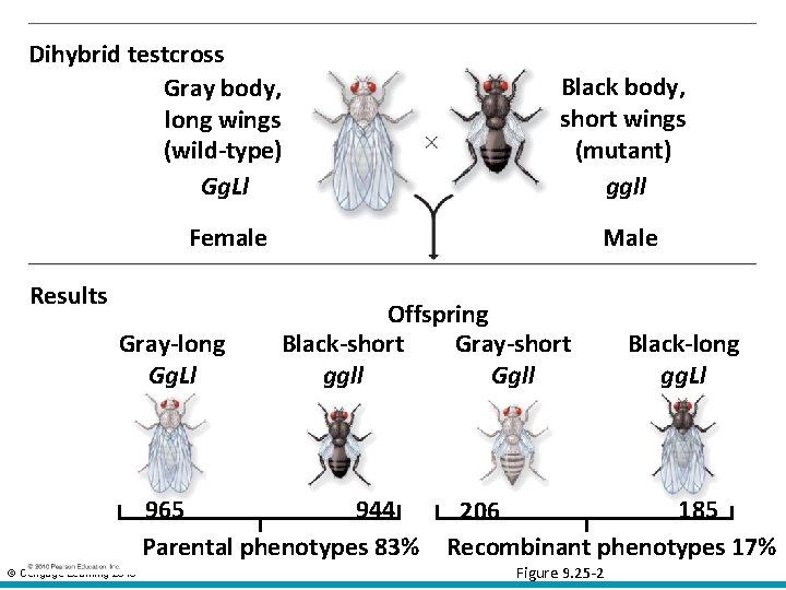 Dihybrid testcross Gray body, long wings (wild-type) Gg. Ll Black body, short wings (mutant)