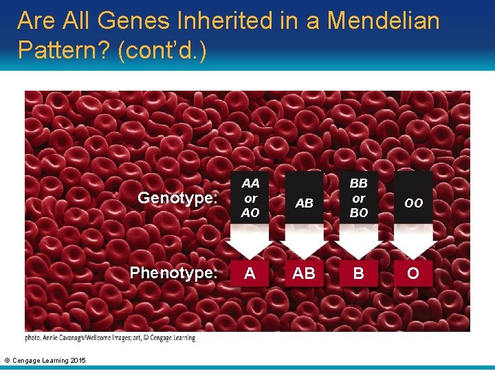 Are All Genes Inherited in a Mendelian Pattern? (cont’d. ) © Cengage Learning 2015