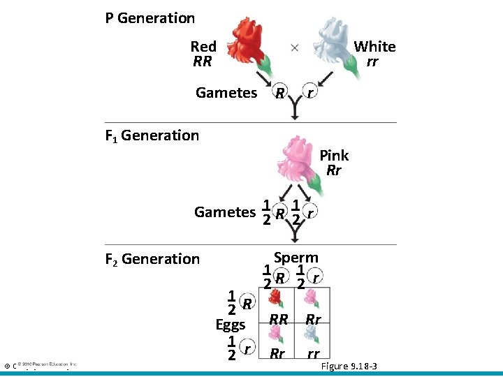 P Generation White rr Red RR Gametes R r F 1 Generation Pink Rr