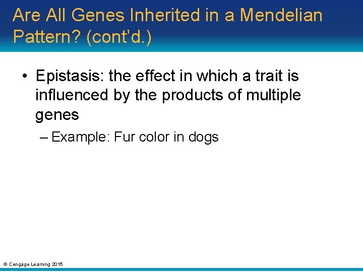 Are All Genes Inherited in a Mendelian Pattern? (cont’d. ) • Epistasis: the effect