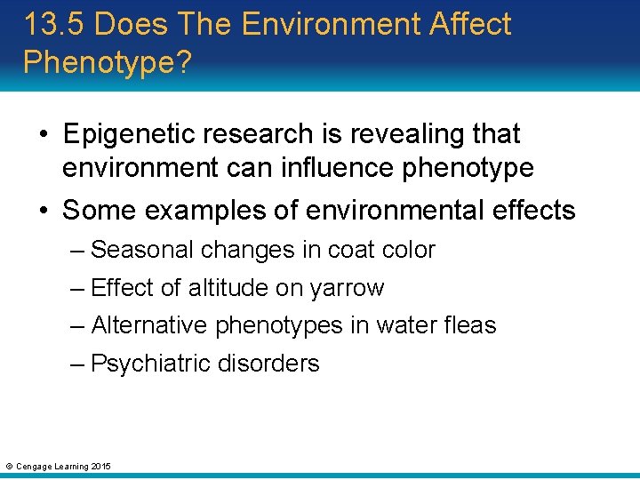 13. 5 Does The Environment Affect Phenotype? • Epigenetic research is revealing that environment