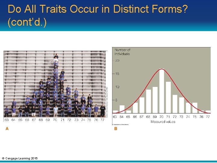 Do All Traits Occur in Distinct Forms? (cont’d. ) A © Cengage Learning 2015