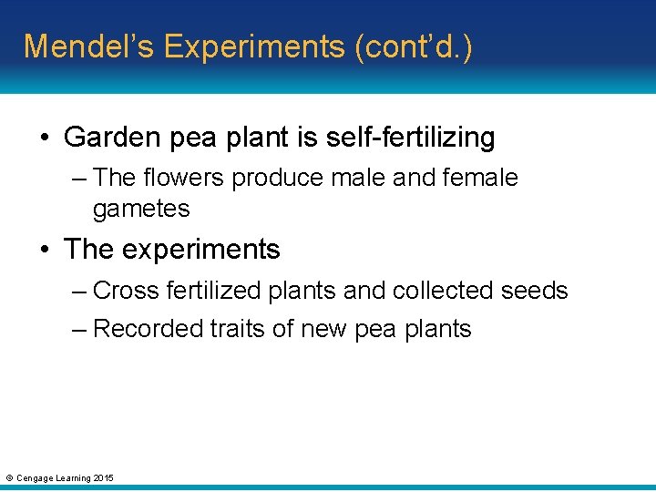 Mendel’s Experiments (cont’d. ) • Garden pea plant is self-fertilizing – The flowers produce