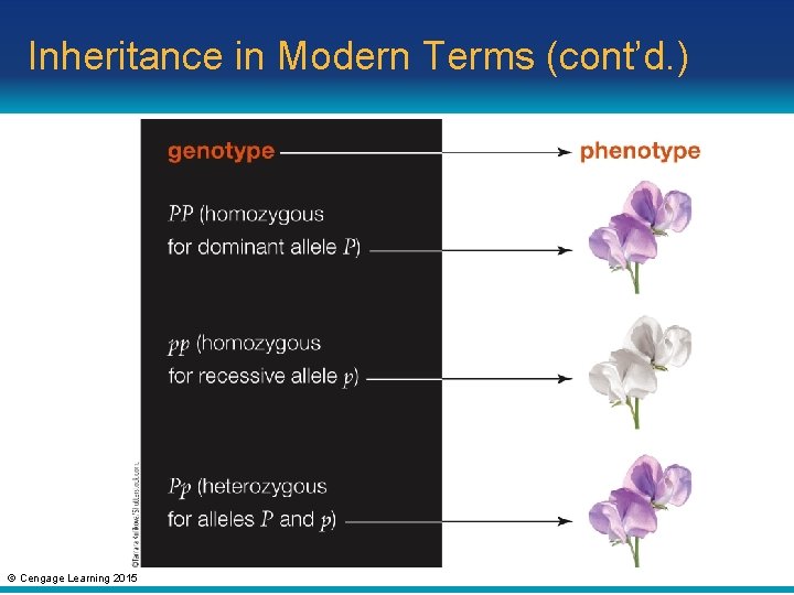 Inheritance in Modern Terms (cont’d. ) © Cengage Learning 2015 