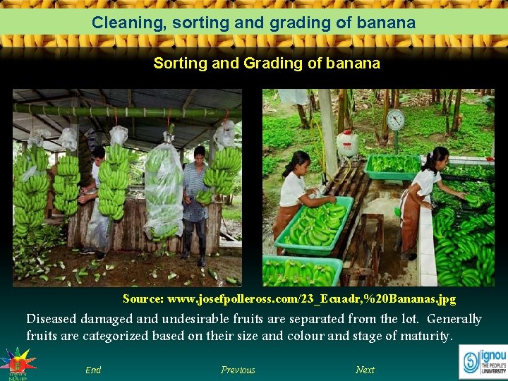 Cleaning, sorting and grading of banana Sorting and Grading of banana Source: www. josefpolleross.